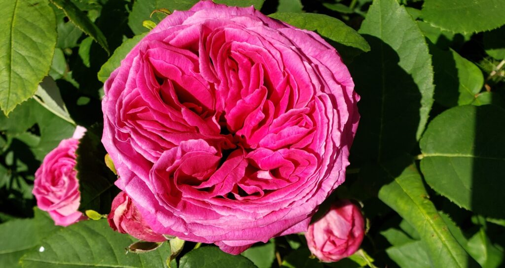 Fleur de rose biologique du jardin de Gaïa Terre-Happy, épanouie et prête pour la cueillette et séchage à l' herboristerie