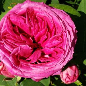 Fleur de rose biologique du jardin de Gaïa Terre-Happy, épanouie et prête pour la cueillette et séchage à l' herboristerie